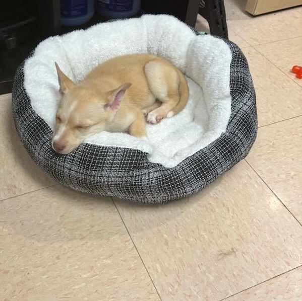 Enlarge Meeka, an adopted mixed breed in Joliet, IL image 3/3