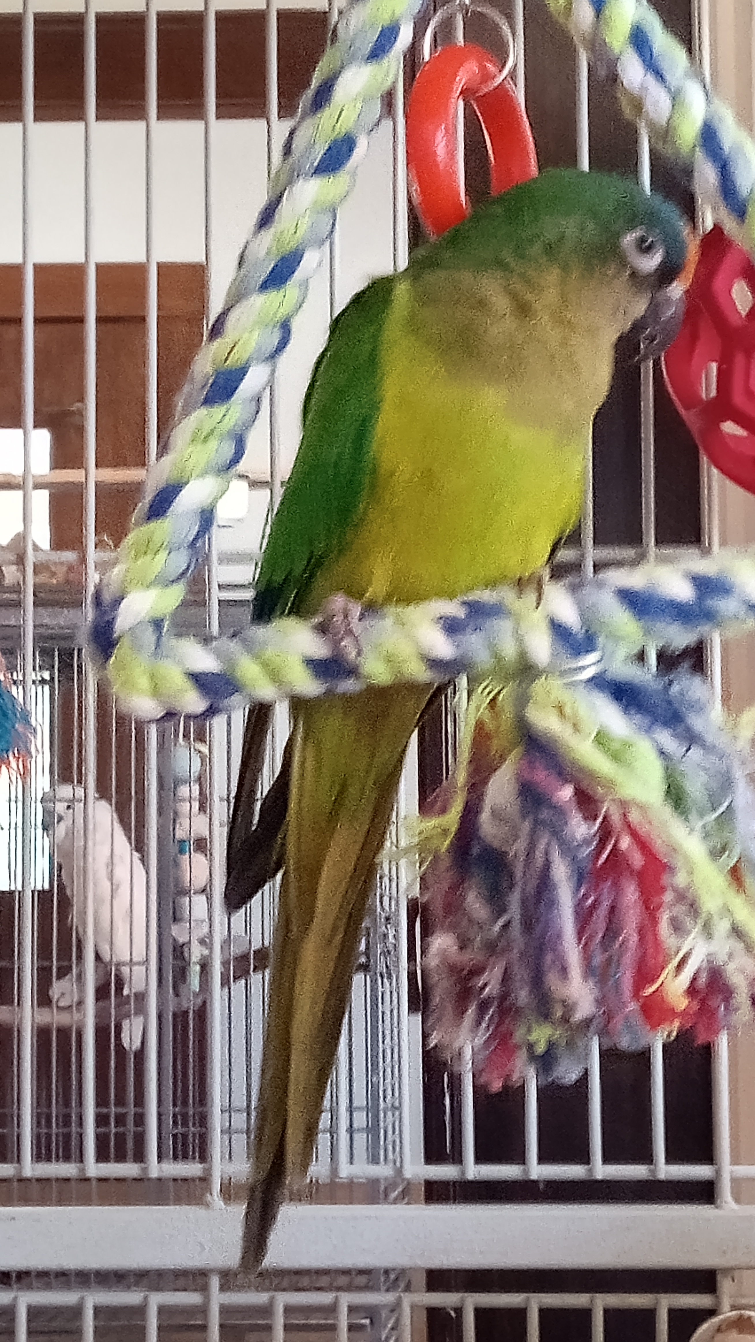 Skittles
