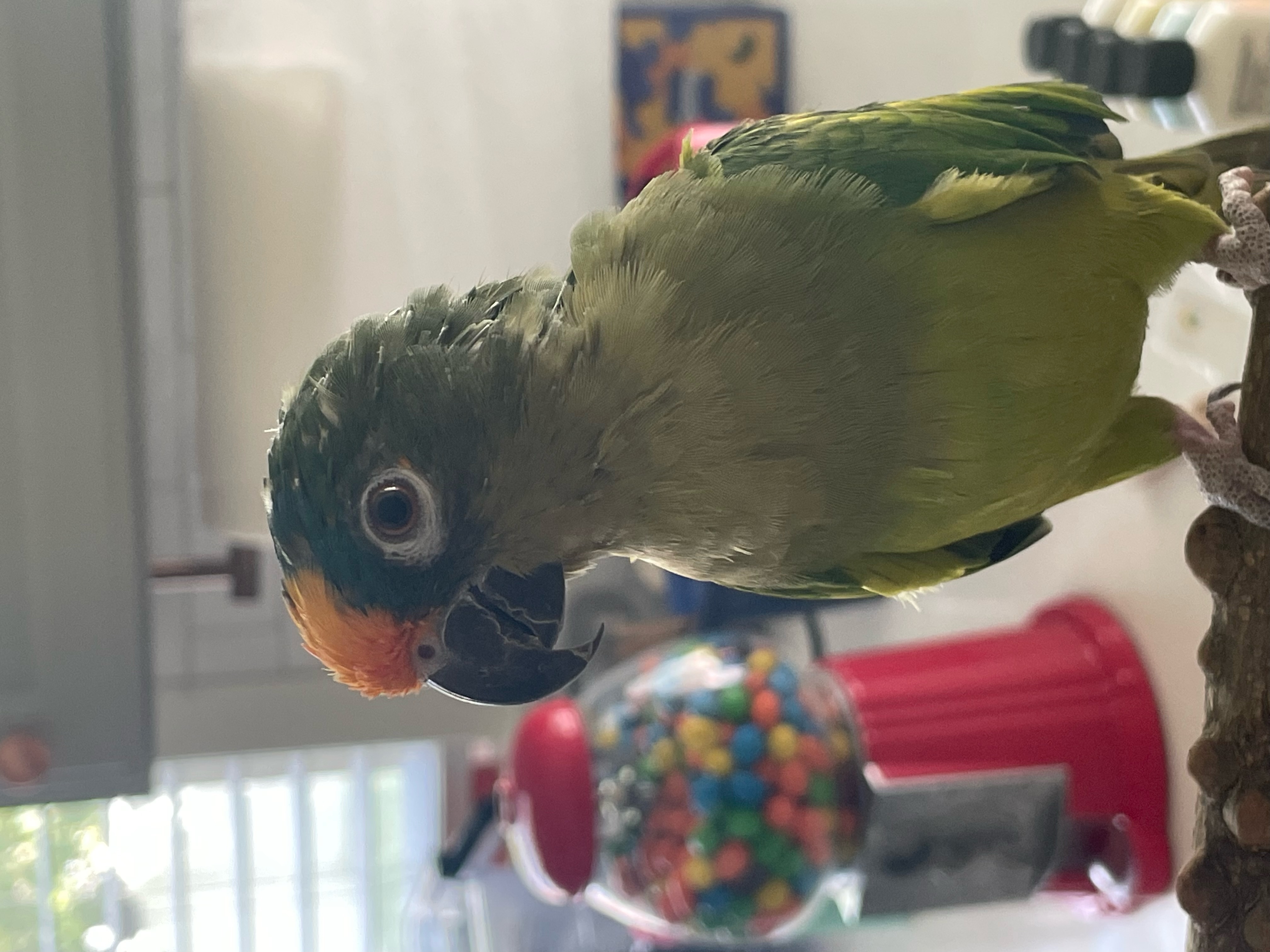 Skittles