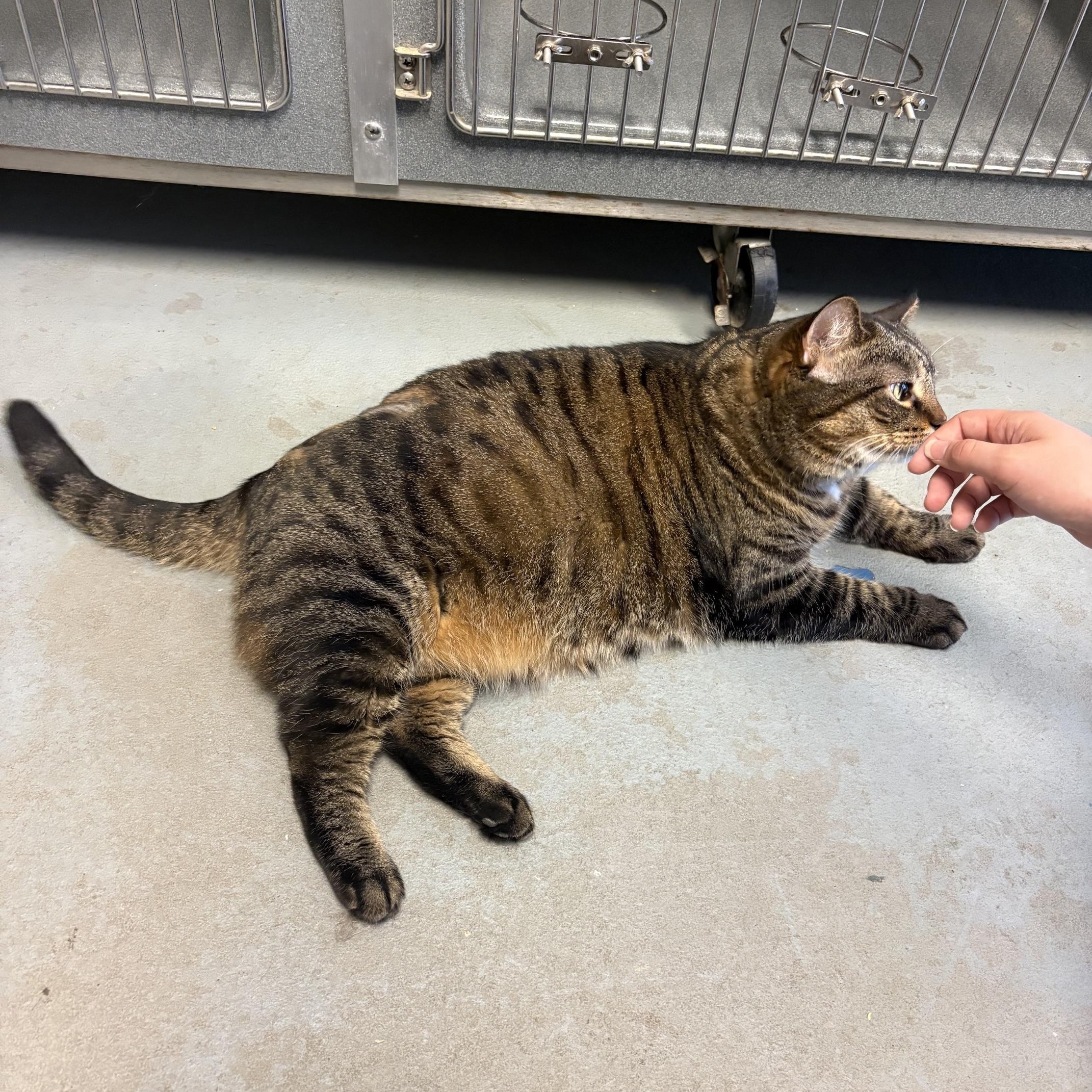 Lilly, a ADOPTABLE Tabby in Oberlin, OH image 3/3