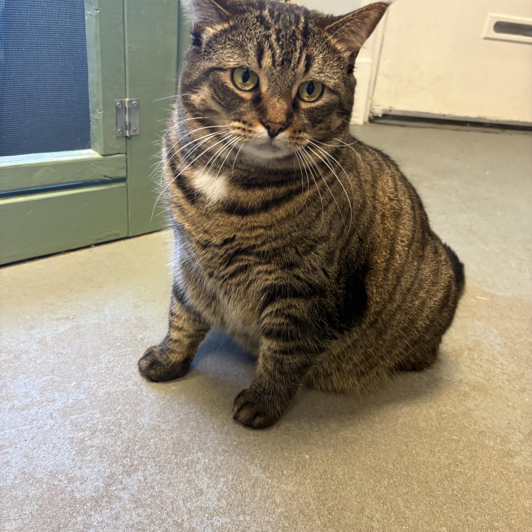 Lilly, ADOPTABLE, Adult Female Tabby.