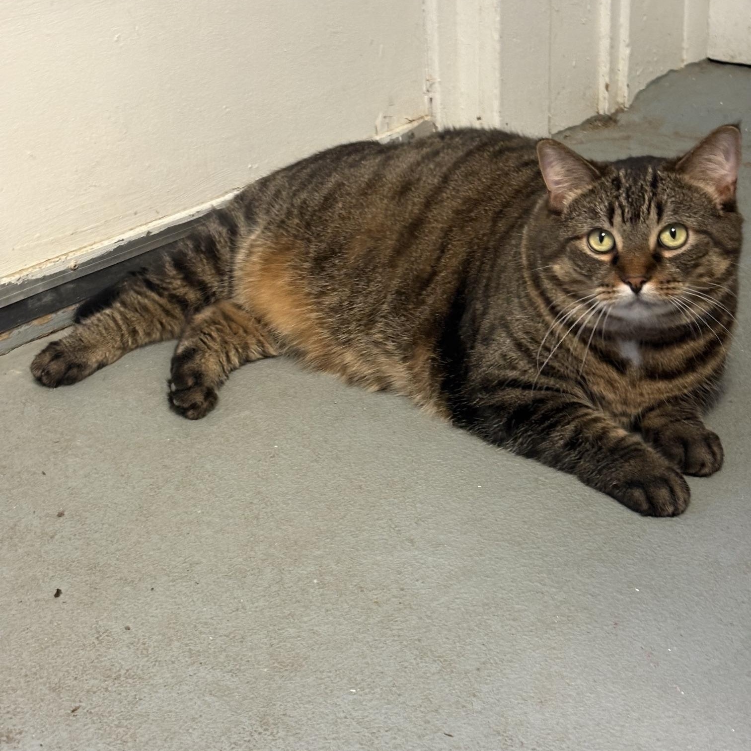 Lilly, a ADOPTABLE Tabby in Oberlin, OH image 2/3