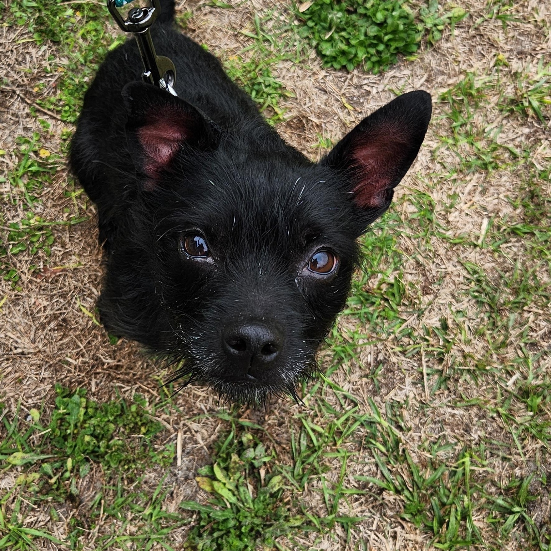Toby, adopted, Puppy Male Cairn Terrier.