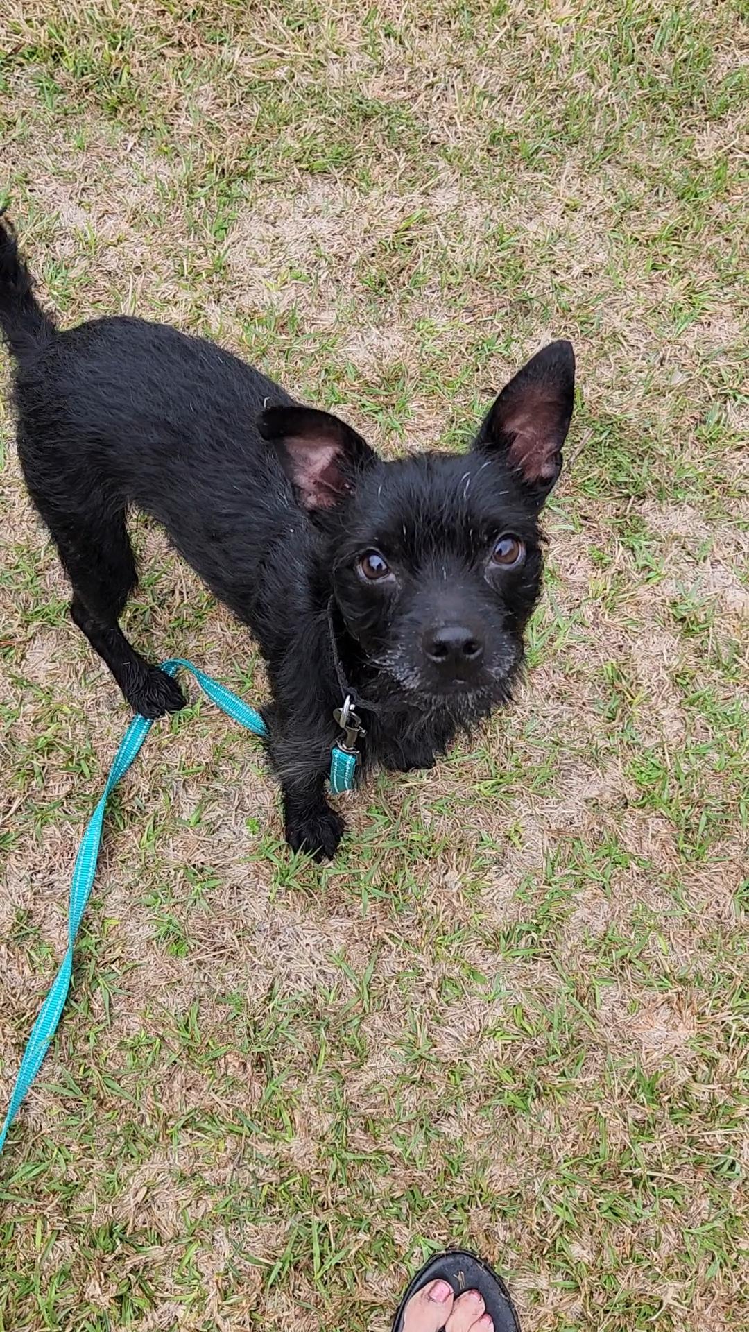Enlarge Toby, an adopted mixed breed in Conway, SC image 3/4