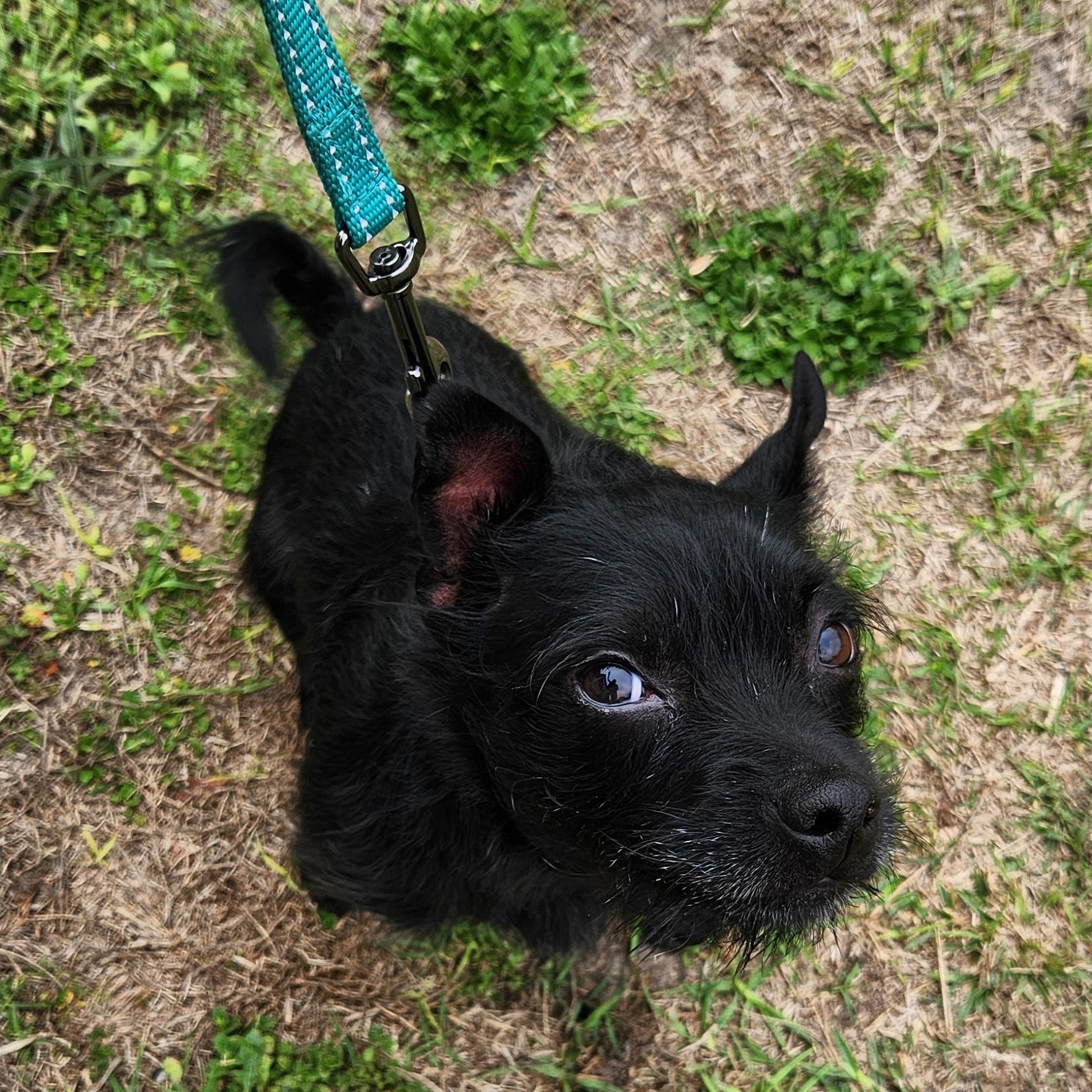 Enlarge Toby, an adopted mixed breed in Conway, SC image 4/4