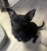 Enlarge Toby, an adopted mixed breed in Conway, SC image 2/4