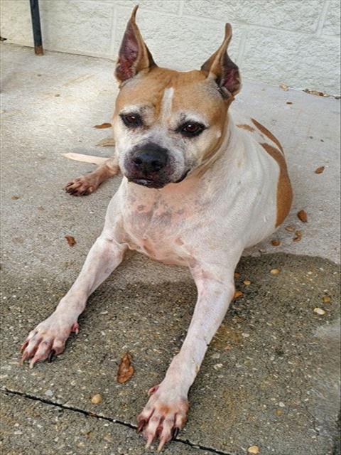 Enlarge FIONA OPOSSUM, a Adoptable Mixed Breed in Jacksonville, FL image 1/1