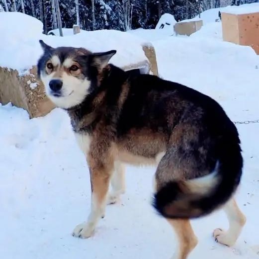 Otter, ADOPTABLE, Senior Male Husky.