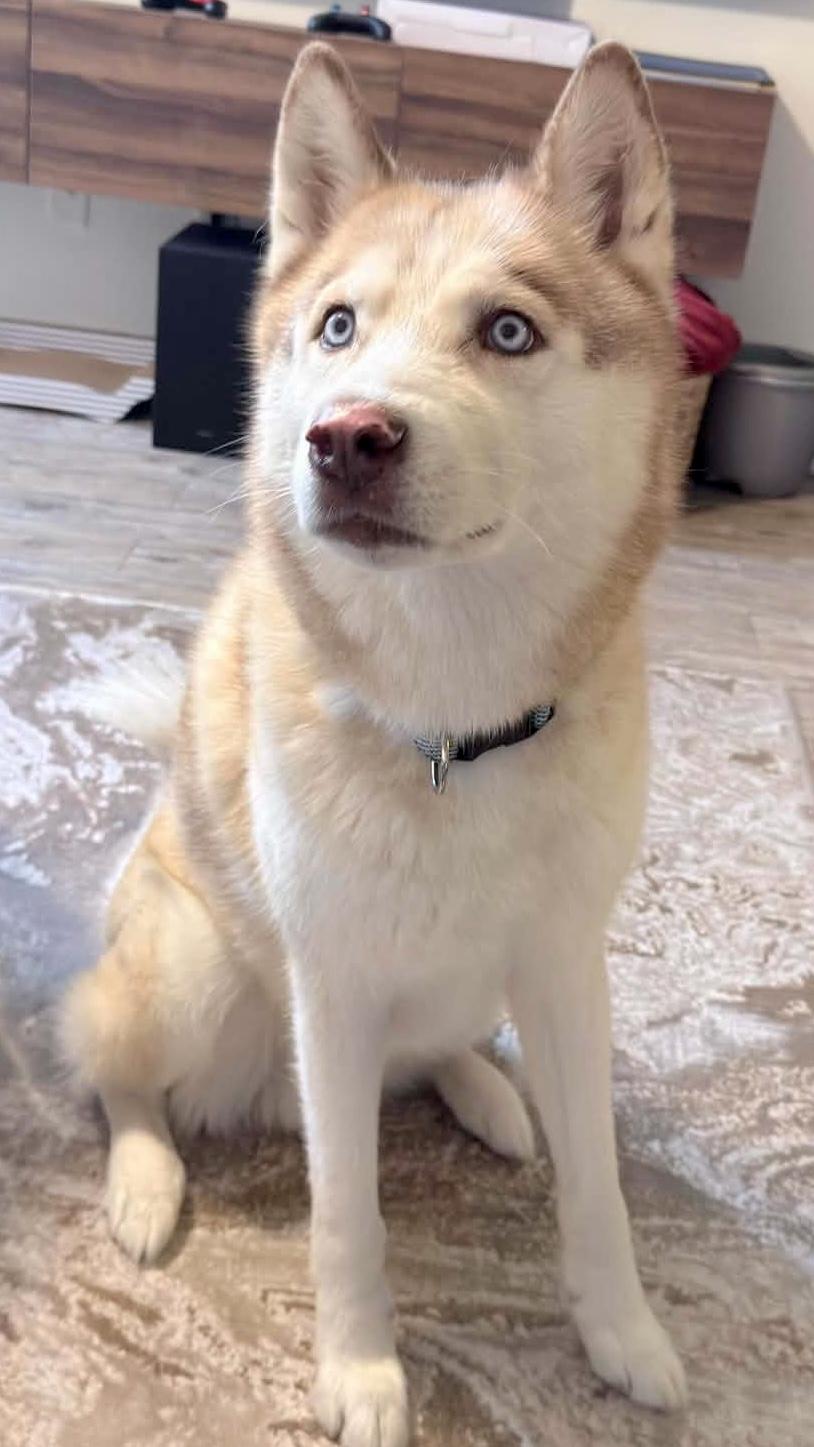 Achilles, a ADOPTABLE Husky in New Smyrna Beach, FL image 2/2