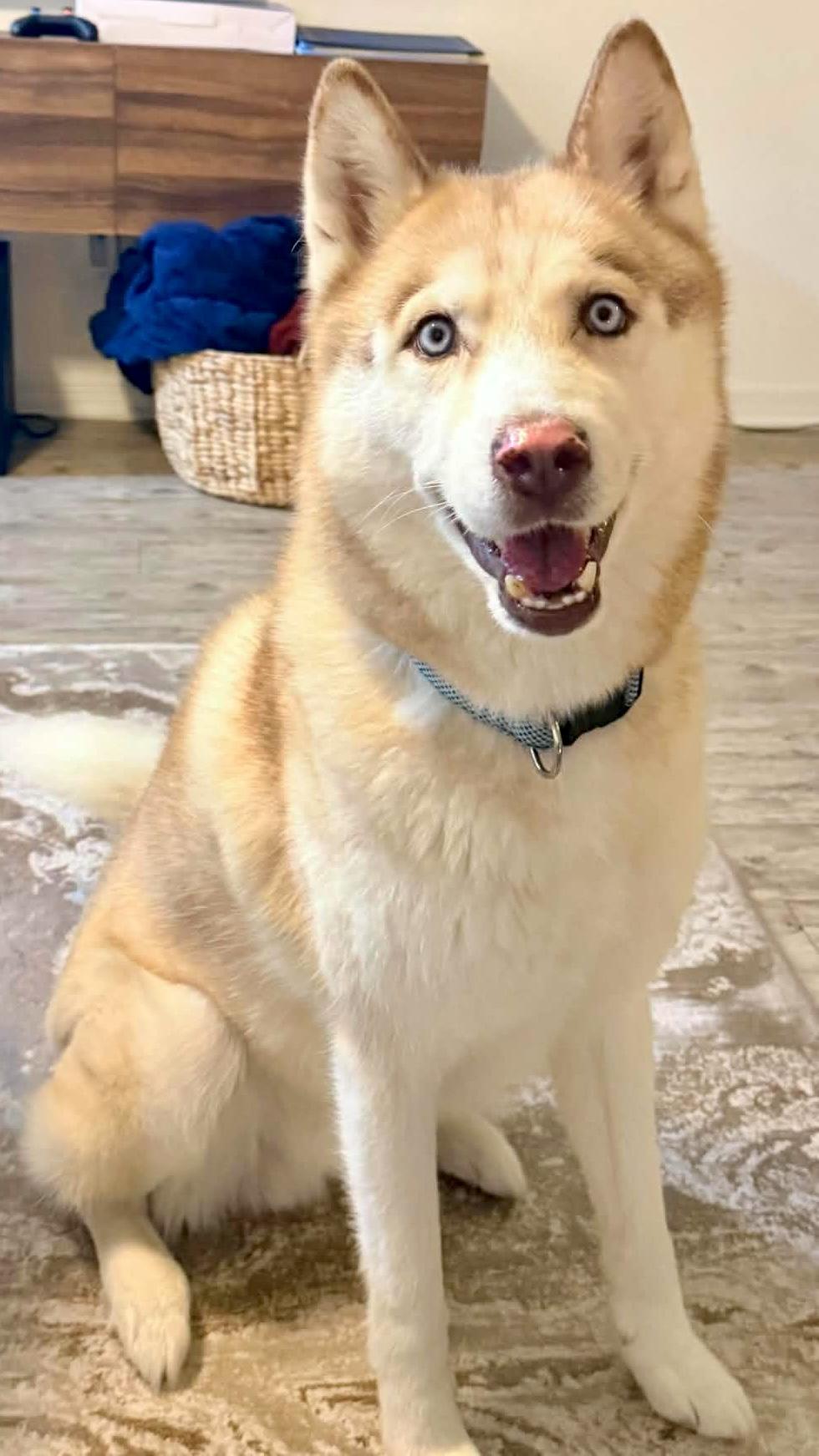 Achilles, ADOPTABLE, Adult Male Husky.