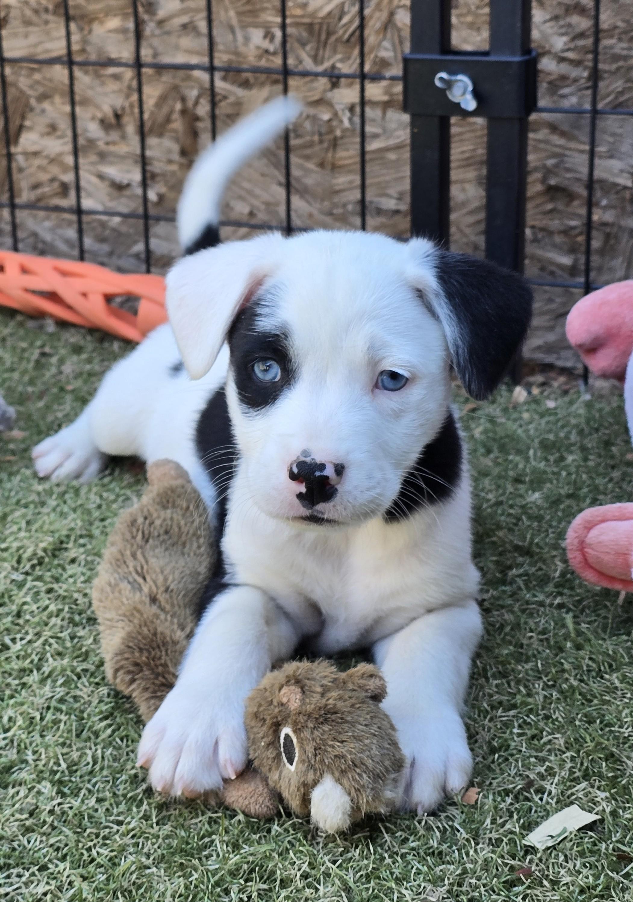 Enlarge Macaroni, an adopted mixed breed in Apache Junction, AZ image 1/5