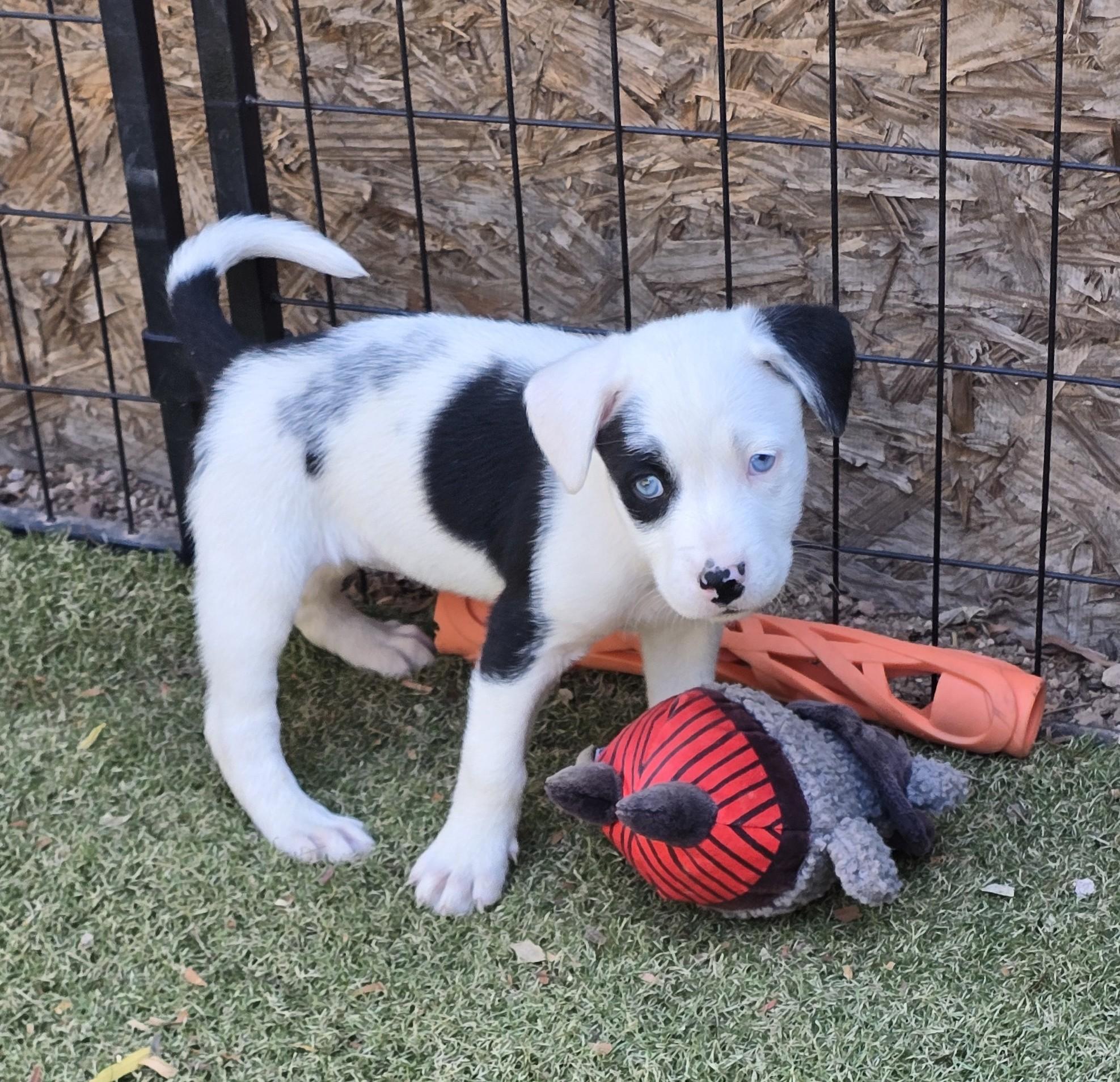 Enlarge Macaroni, an adopted mixed breed in Apache Junction, AZ image 3/5