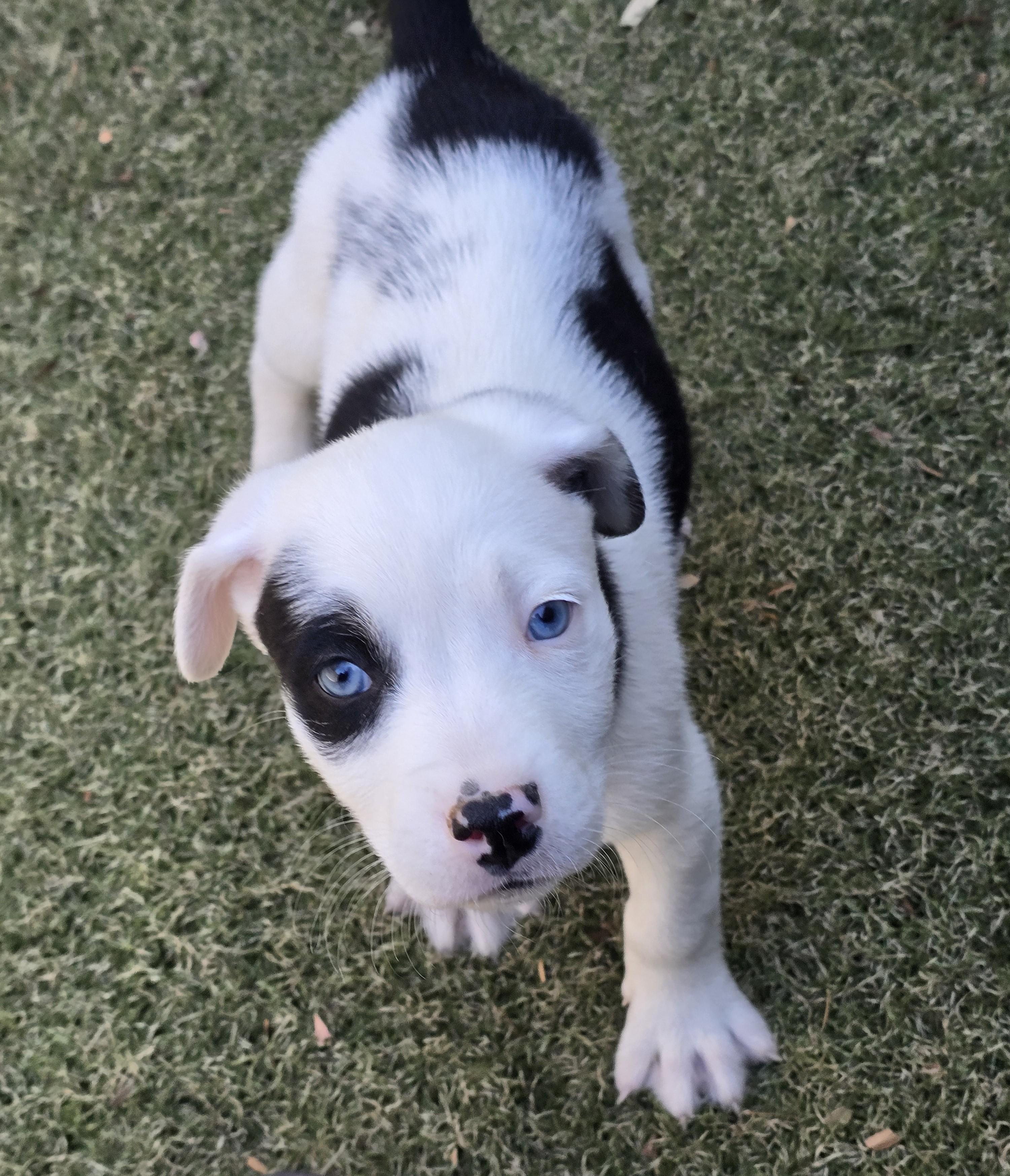 Enlarge Macaroni, an adopted mixed breed in Apache Junction, AZ image 5/5
