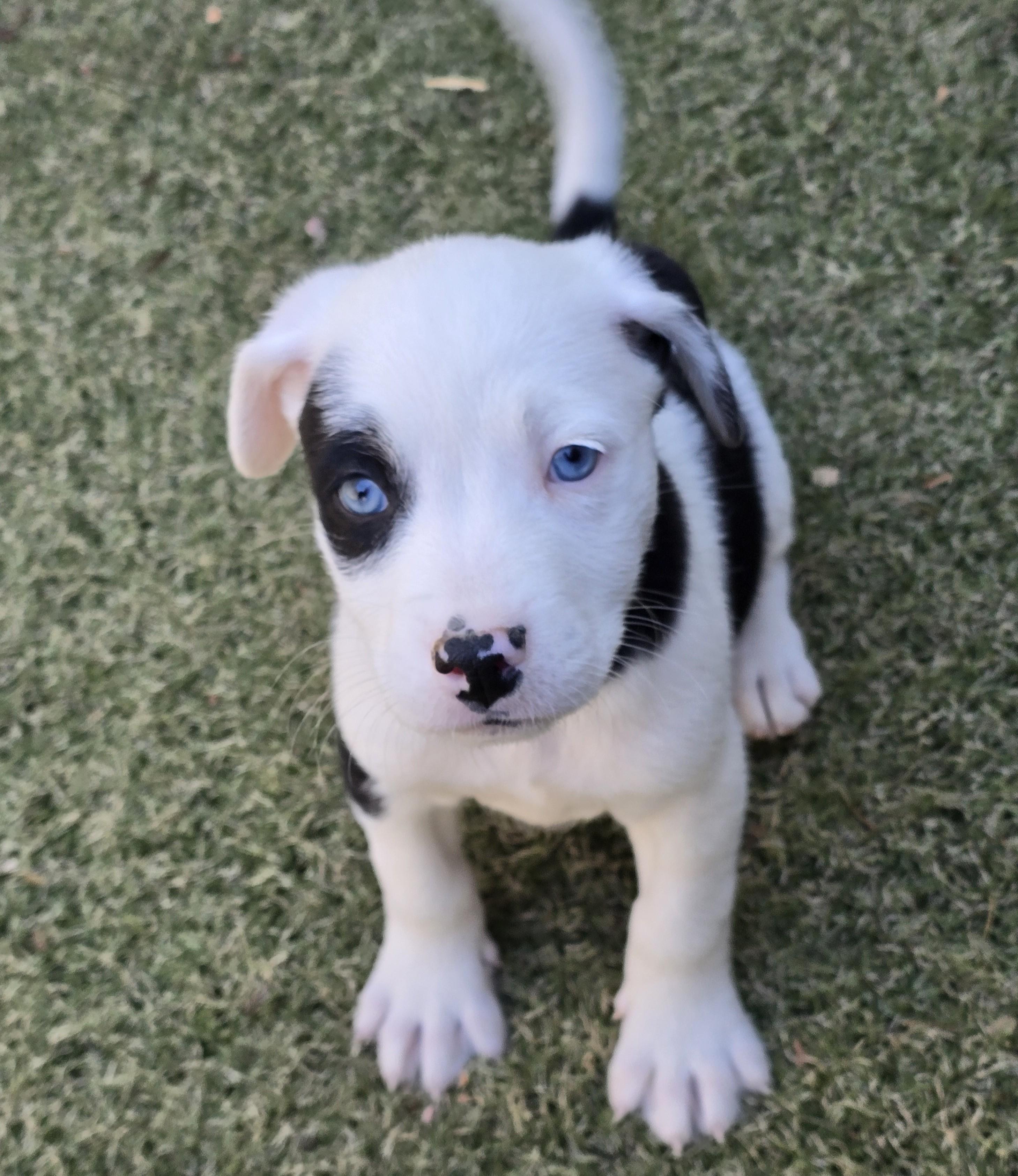 Enlarge Macaroni, an adopted mixed breed in Apache Junction, AZ image 4/5