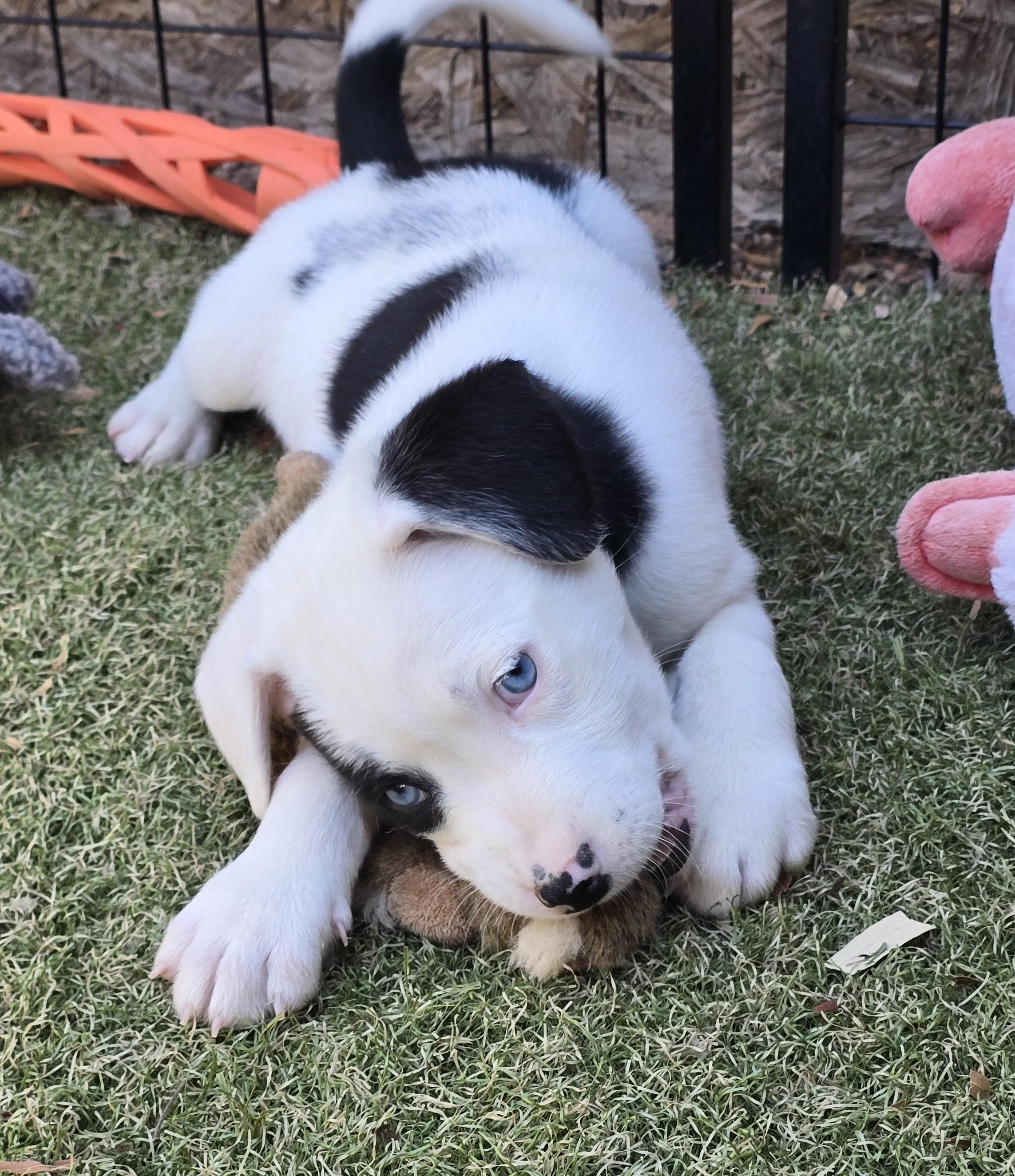 Enlarge Macaroni, an adopted mixed breed in Apache Junction, AZ image 2/5