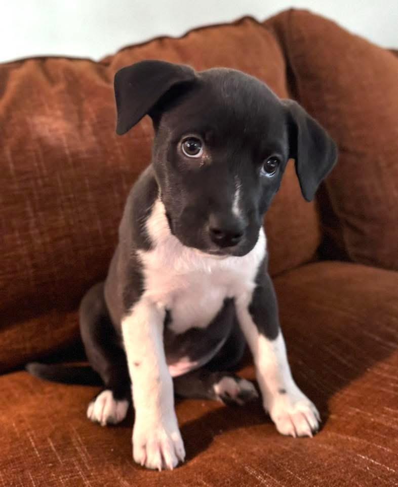 Star, ADOPTABLE, Puppy Female Terrier.