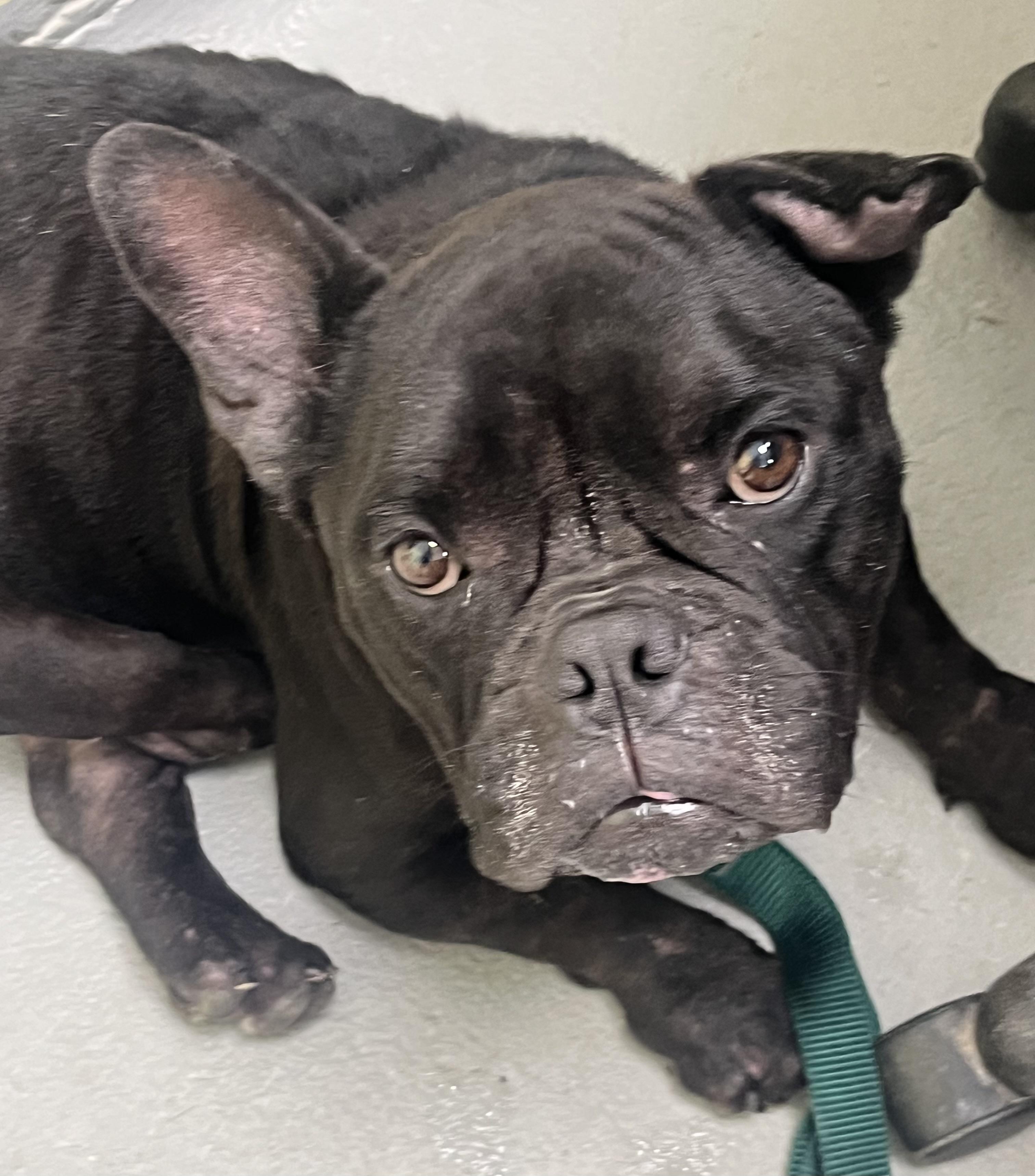 Sirius, ADOPTABLE, Adult Male French Bulldog & Bulldog.