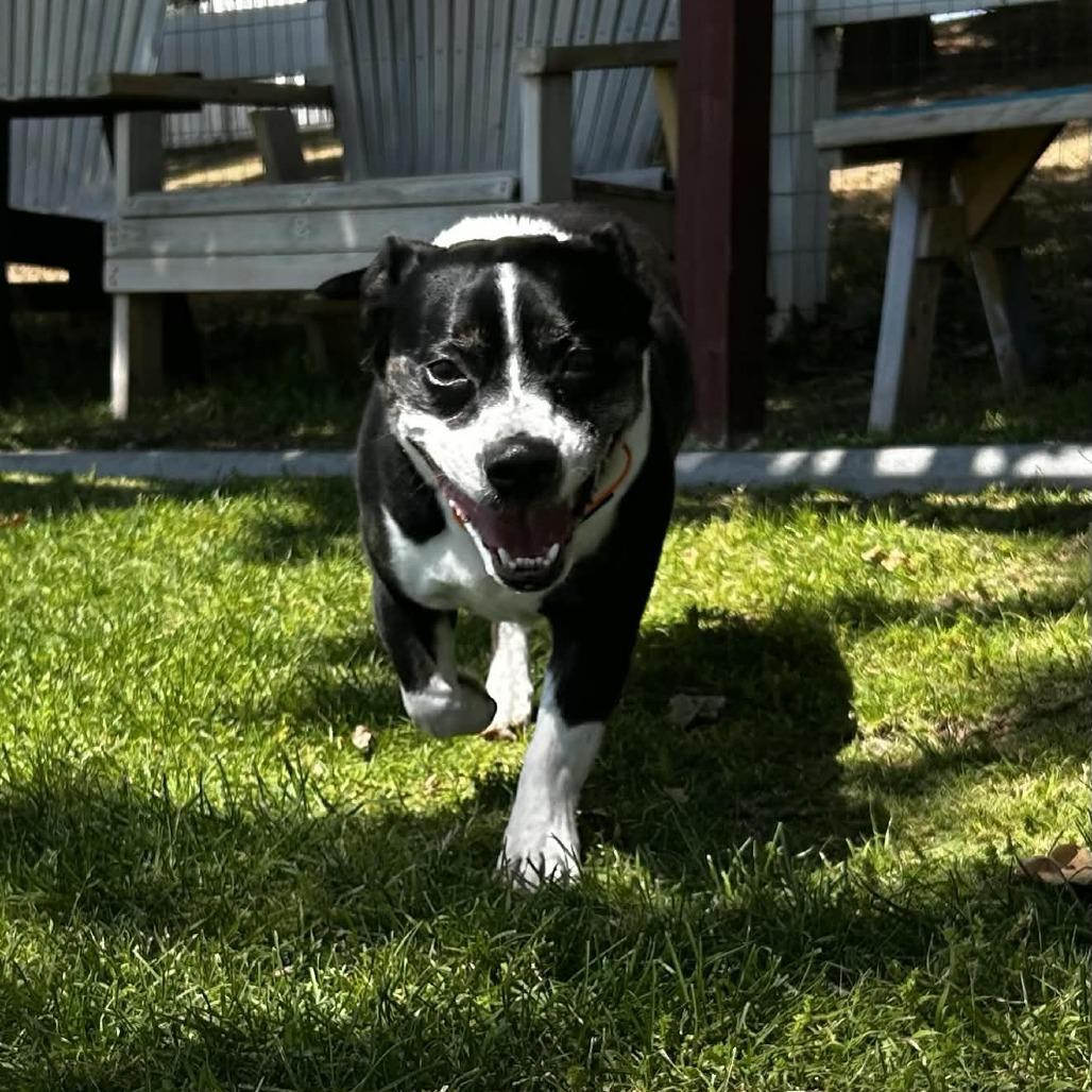 Enlarge Chevy, a Adoptable mixed breed in Yucaipa, CA image 2/4