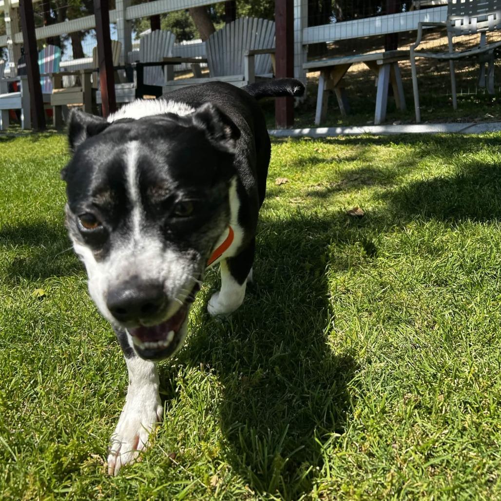 Enlarge Chevy, a Adoptable mixed breed in Yucaipa, CA image 3/4