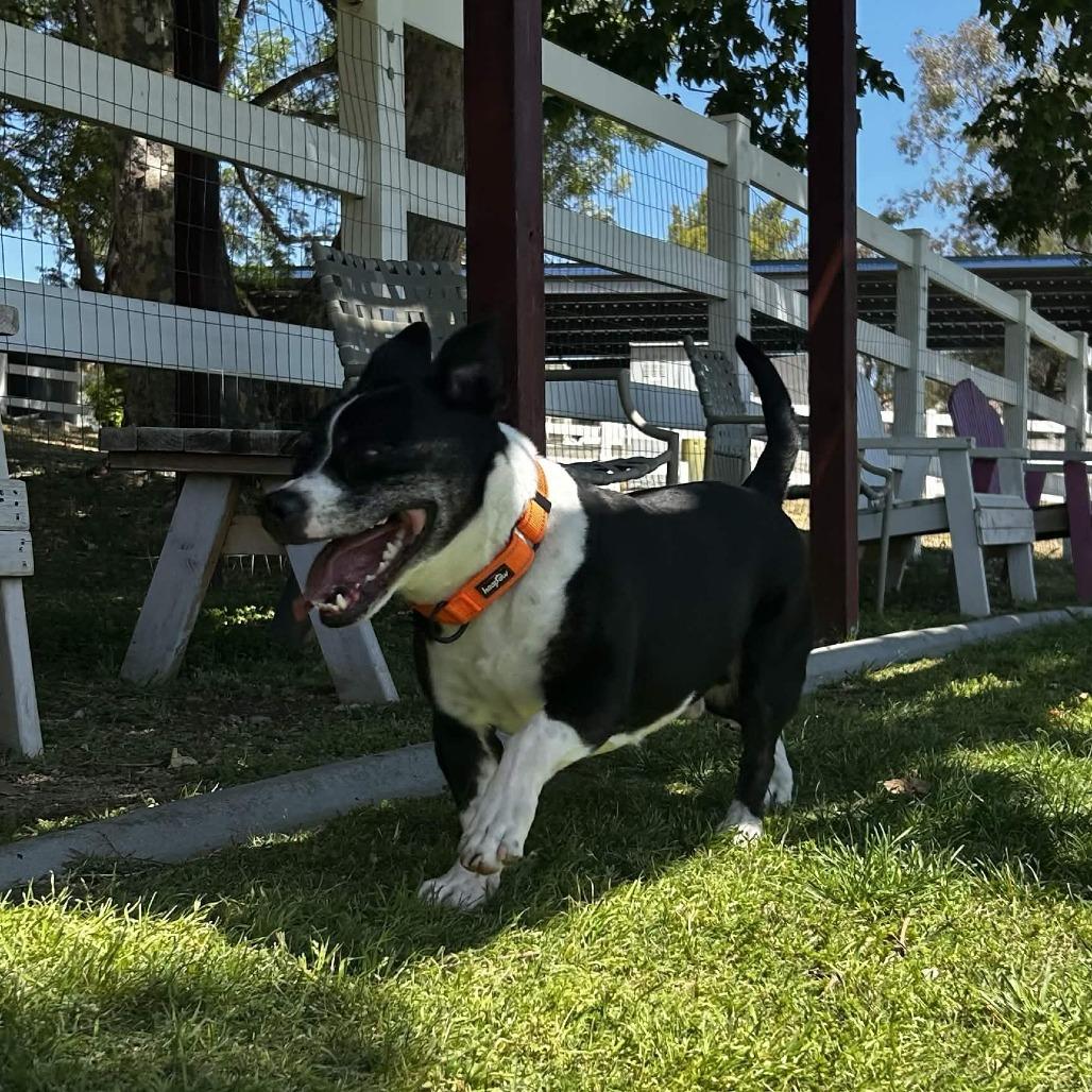 Enlarge Chevy, a Adoptable mixed breed in Yucaipa, CA image 4/4