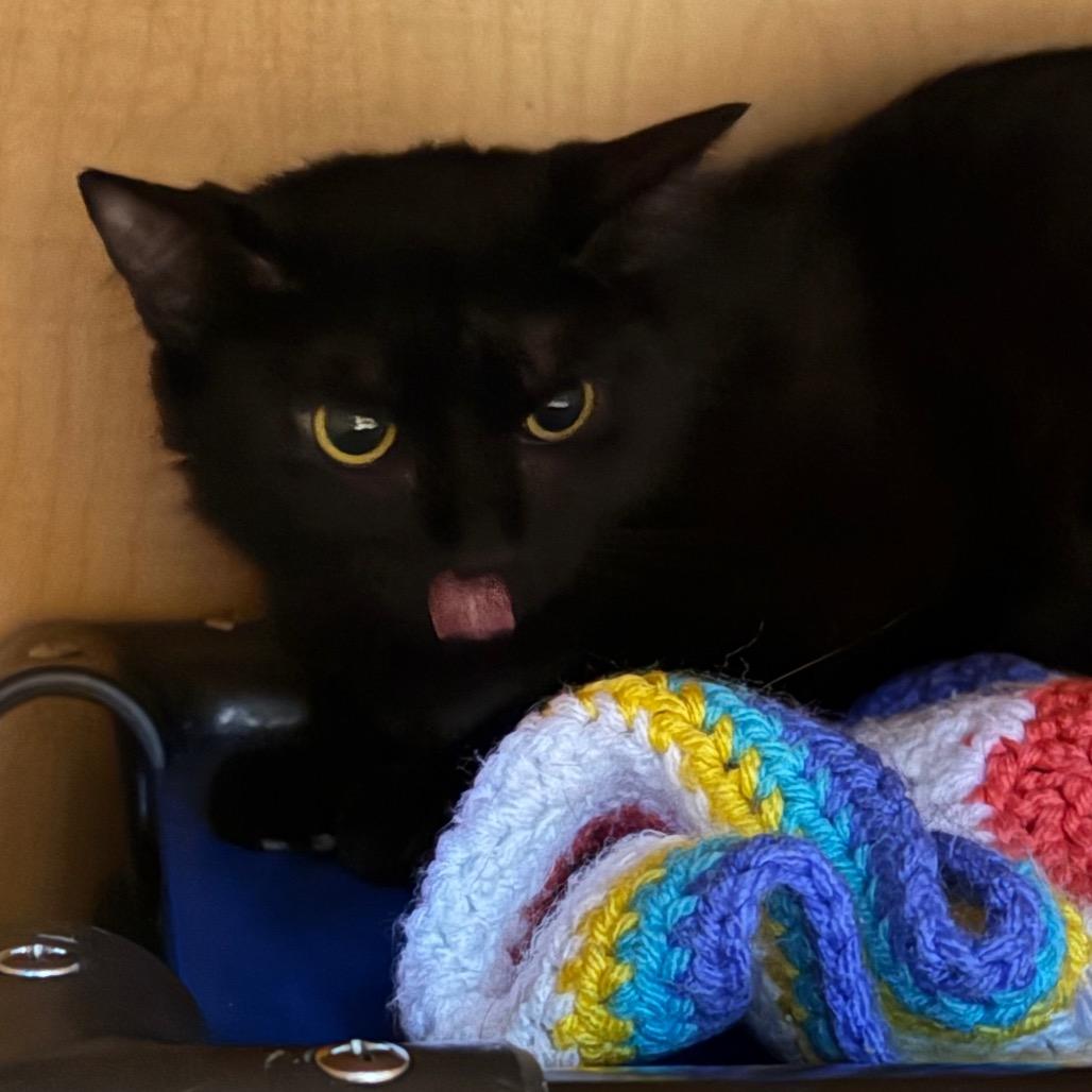 Fruit Tart, Adoptable, Young Female Domestic Short Hair.