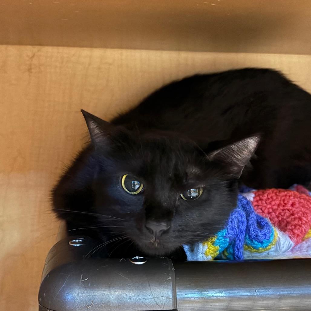 Enlarge Fruit Tart, a Adoptable Domestic Short Hair in Chesapeake, VA image 2/2