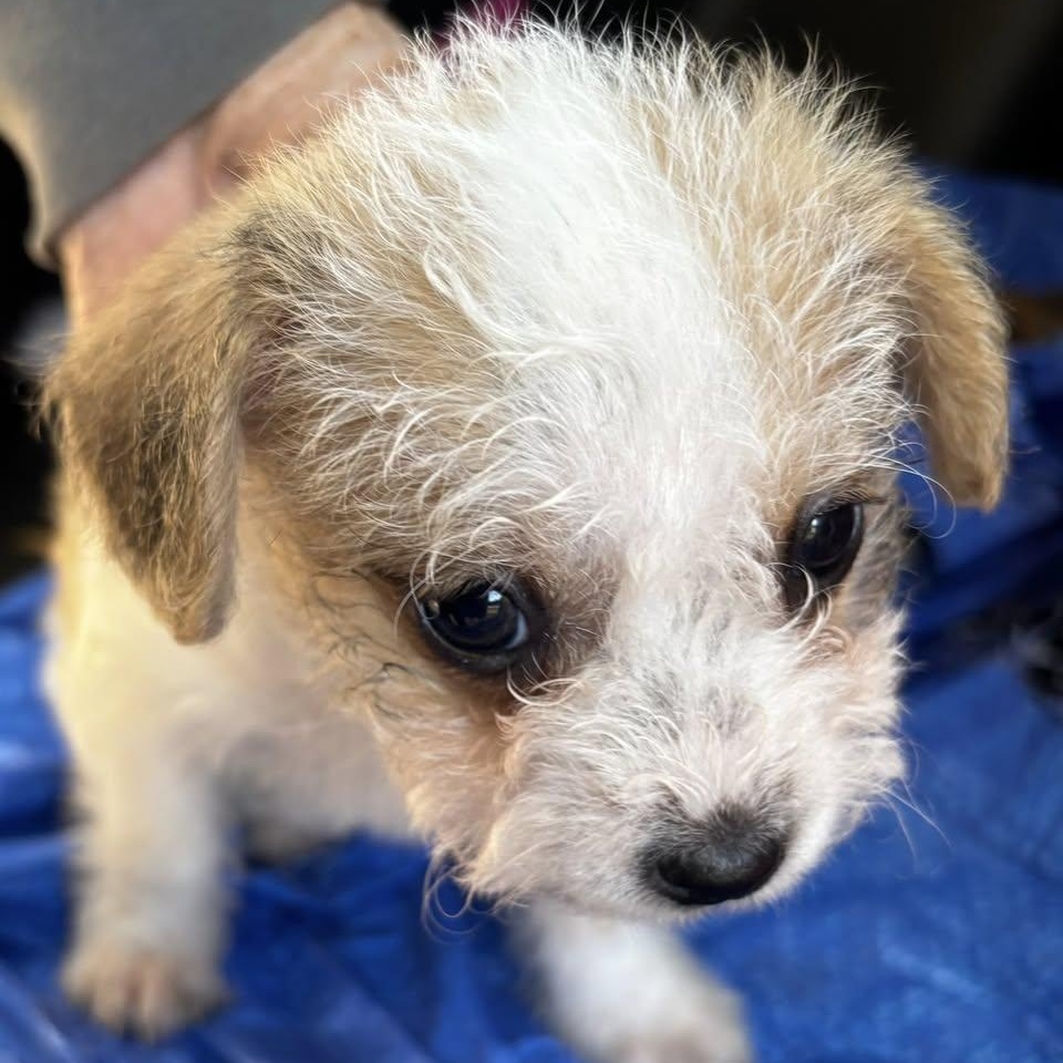 Enlarge Maybelline Flagg, a Adoptable mixed breed in Plano, TX image 3/4