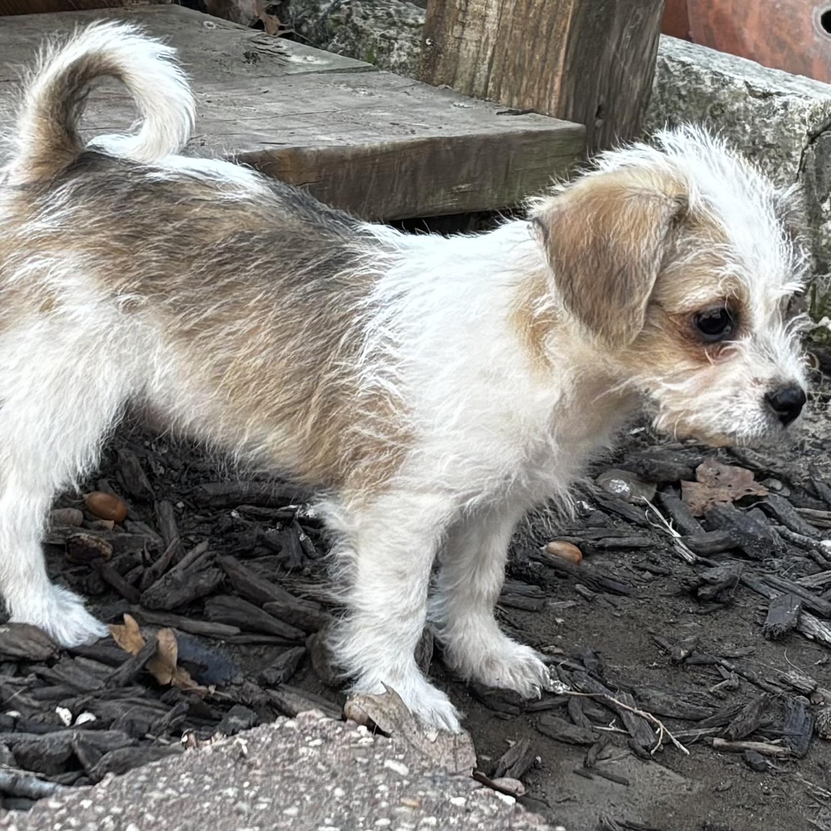 Maybelline Flagg, Adoptable, Puppy Female Shih Tzu.