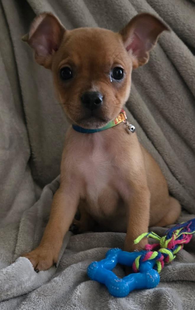 Gingerbread man , ADOPTABLE, Young Male French Bulldog & Chihuahua.