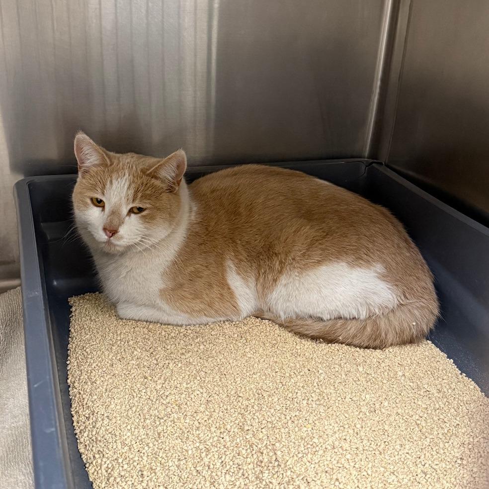 Mocha, Adoptable, Adult Female Domestic Short Hair.