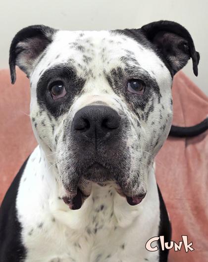 Clunk, Adoptable, Senior Male Fox Terrier & Mixed Breed.