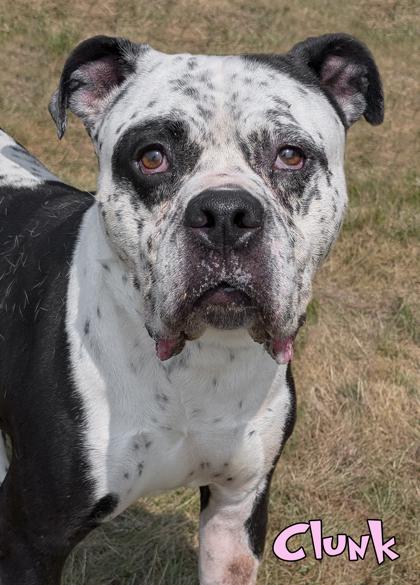 Clunk, a Adoptable mixed breed in Mason, MI image 2/3