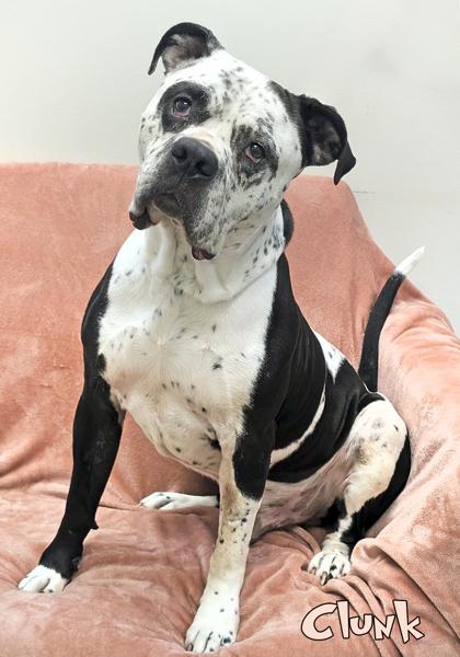 Clunk, a Adoptable mixed breed in Mason, MI image 3/3