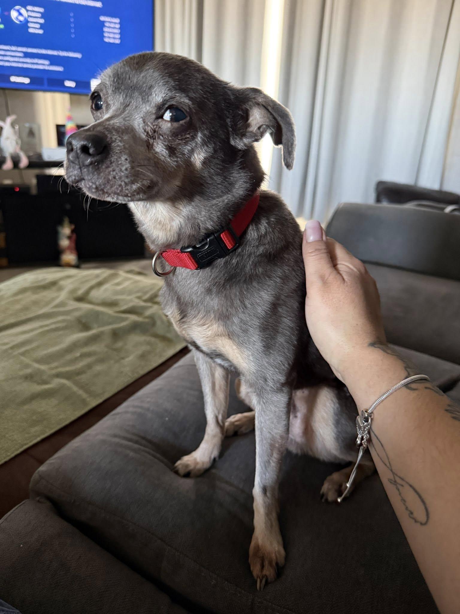Enlarge Stuart, a ADOPTABLE mixed breed in Lake Cowichan, BC image 5/6
