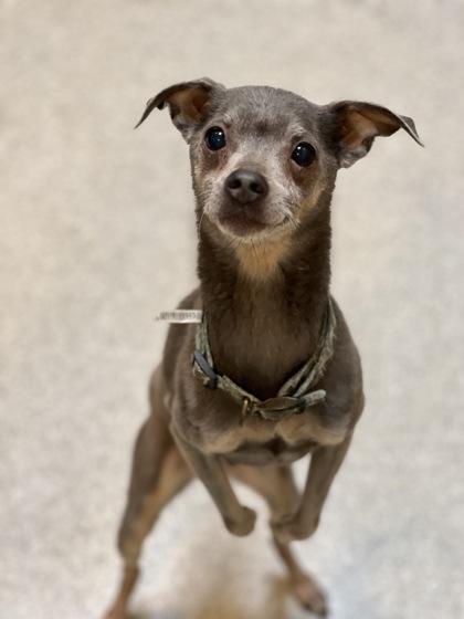 Stuart, ADOPTABLE, Senior Male Chihuahua.