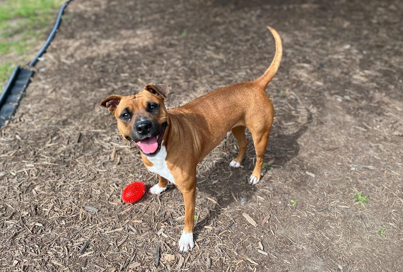 Maggie* A210417, Adult Female Pit Bull Terrier