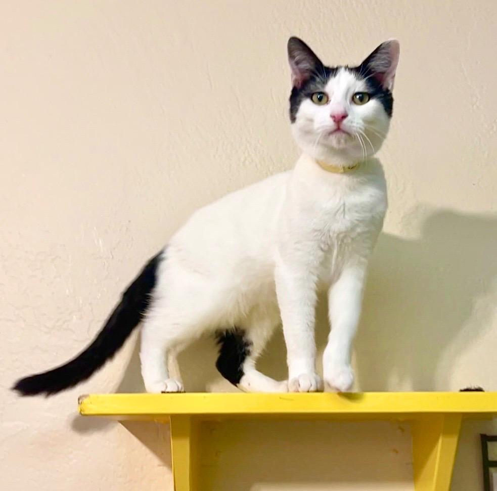 Enlarge Elaine, a Adoptable mixed breed in Cambria, CA image 1/6