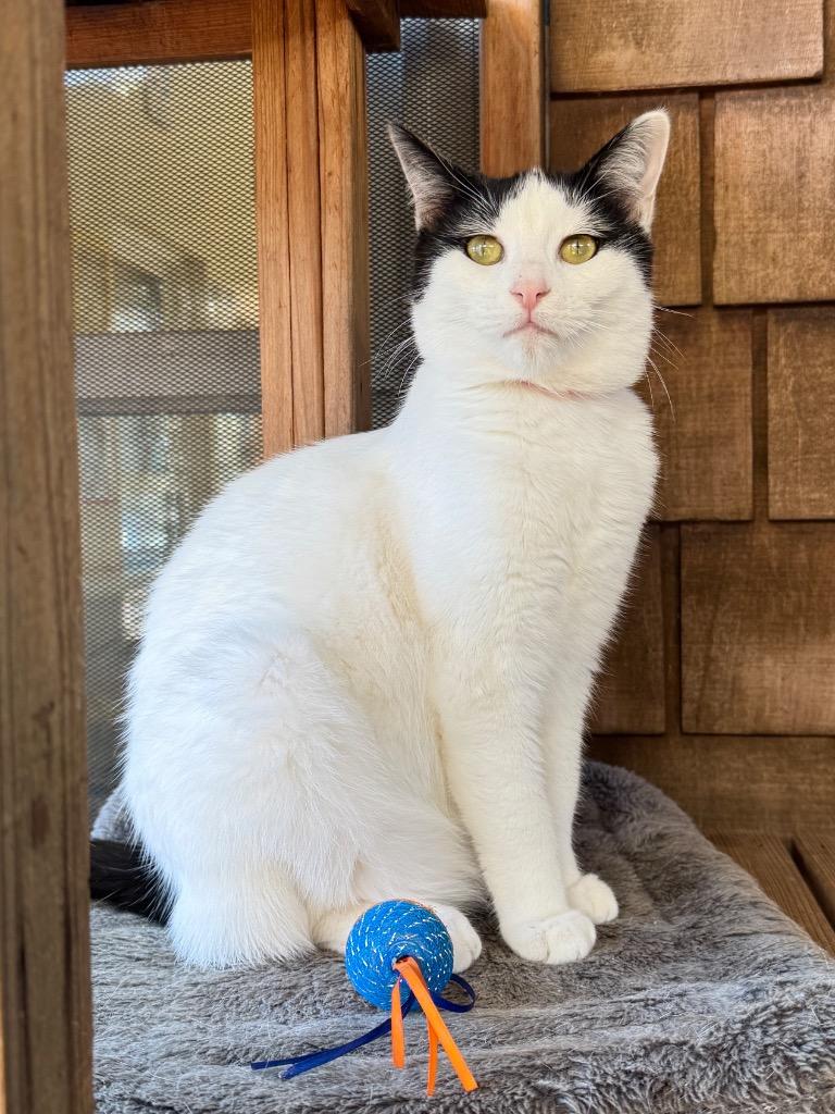 Enlarge Elaine, a Adoptable mixed breed in Cambria, CA image 2/6