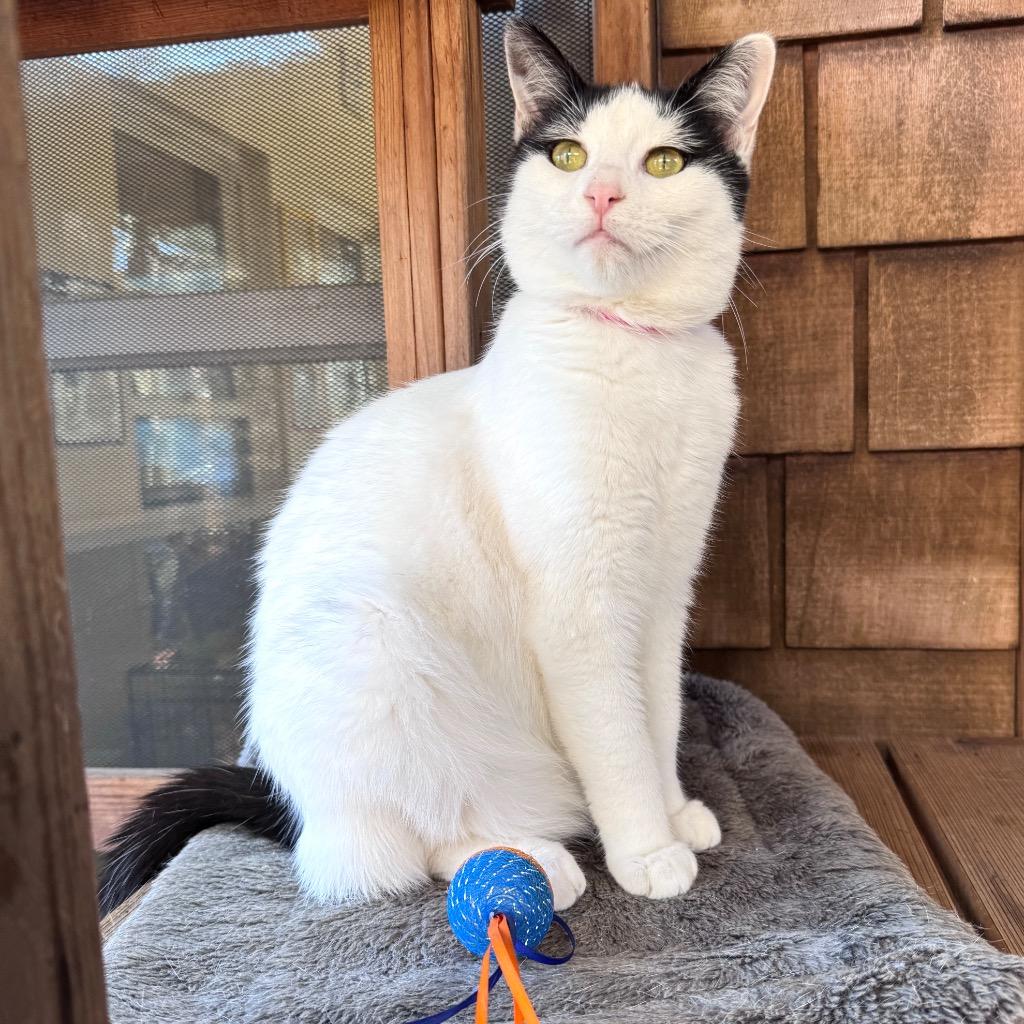 Enlarge Elaine, a Adoptable mixed breed in Cambria, CA image 3/6