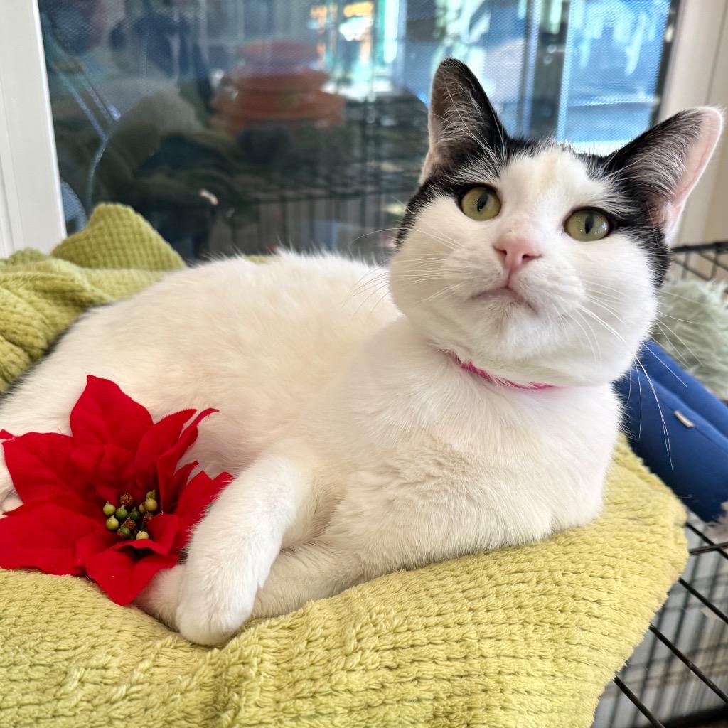 Enlarge Elaine, a Adoptable mixed breed in Cambria, CA image 4/6