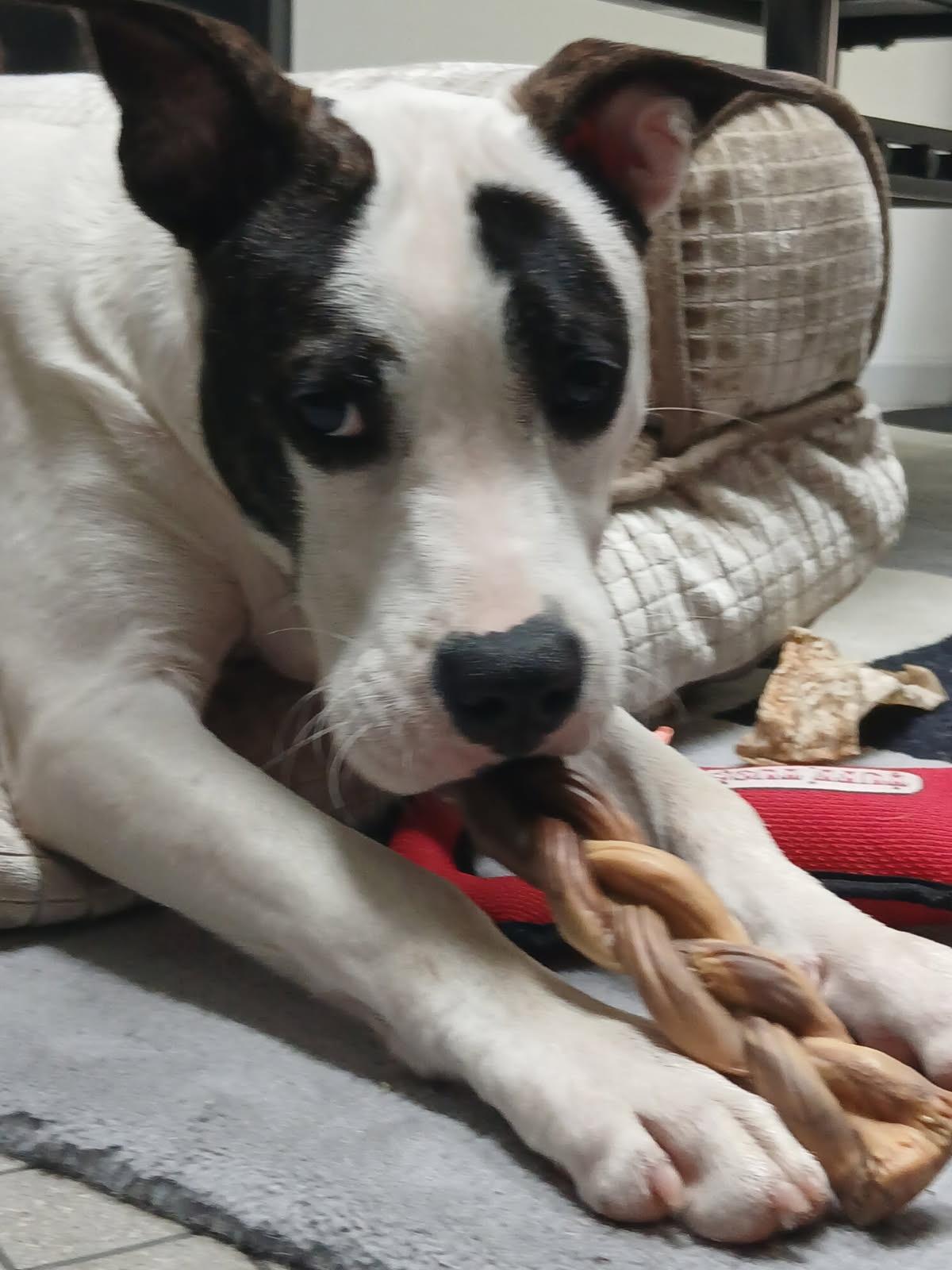 Enlarge BENTLEY, a Adopted mixed breed in Lexington, NC image 1/5