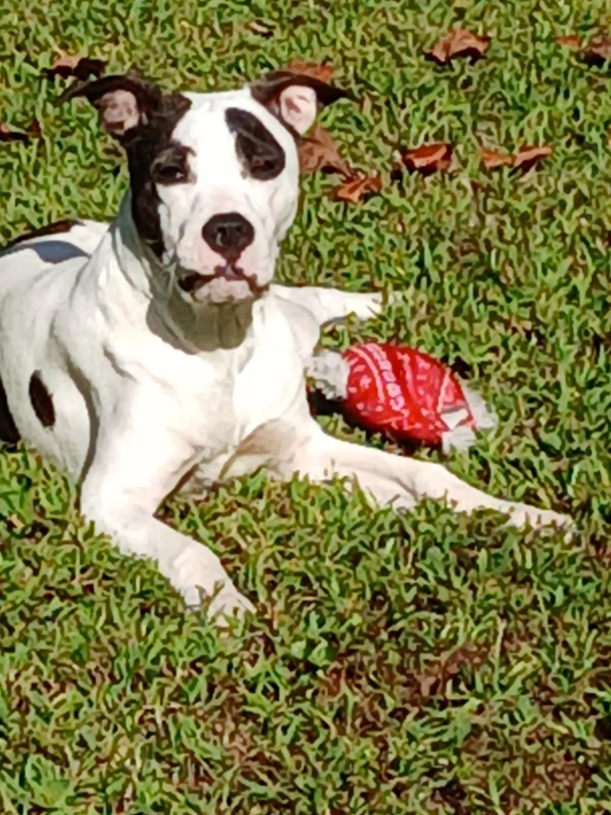 Enlarge BENTLEY, a Adopted mixed breed in Lexington, NC image 2/5