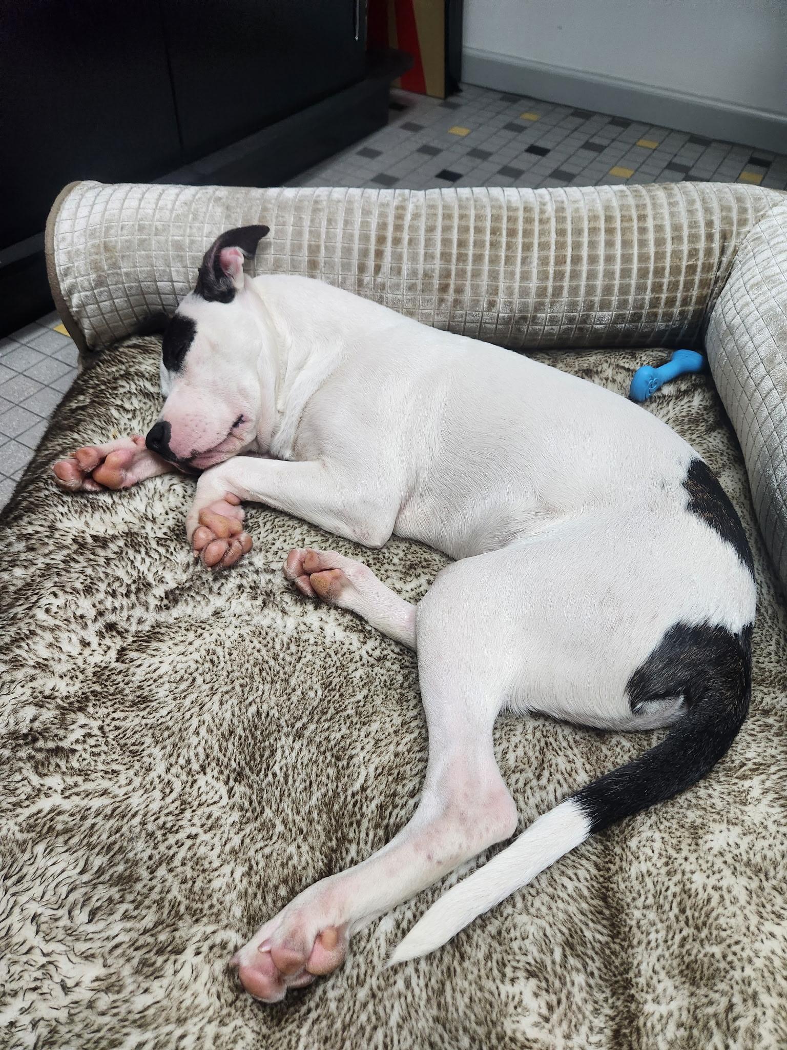 Enlarge BENTLEY, a Adopted mixed breed in Lexington, NC image 4/5