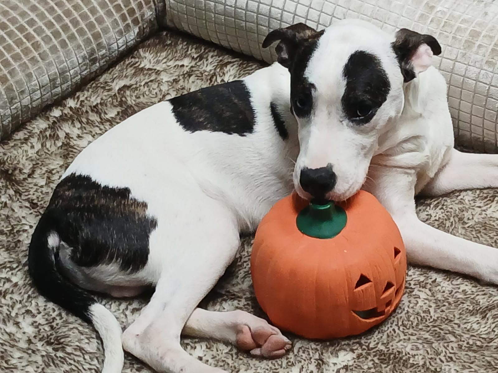 BENTLEY, Adopted, Young Male Great Dane.
