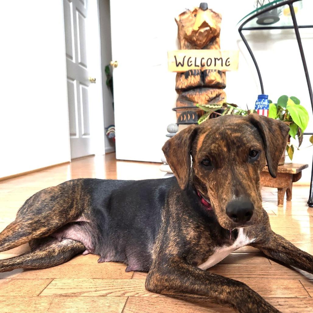 Nova- FOSTER ME!, Adoptable, Adult Female Plott Hound & Labrador Retriever.