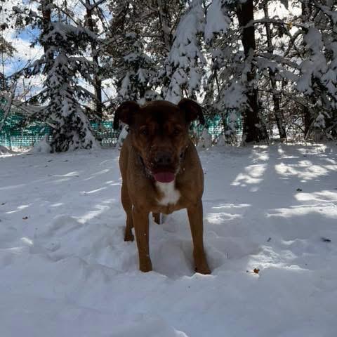Mason, a Adoptable mixed breed in Brainerd, MN image 2/6