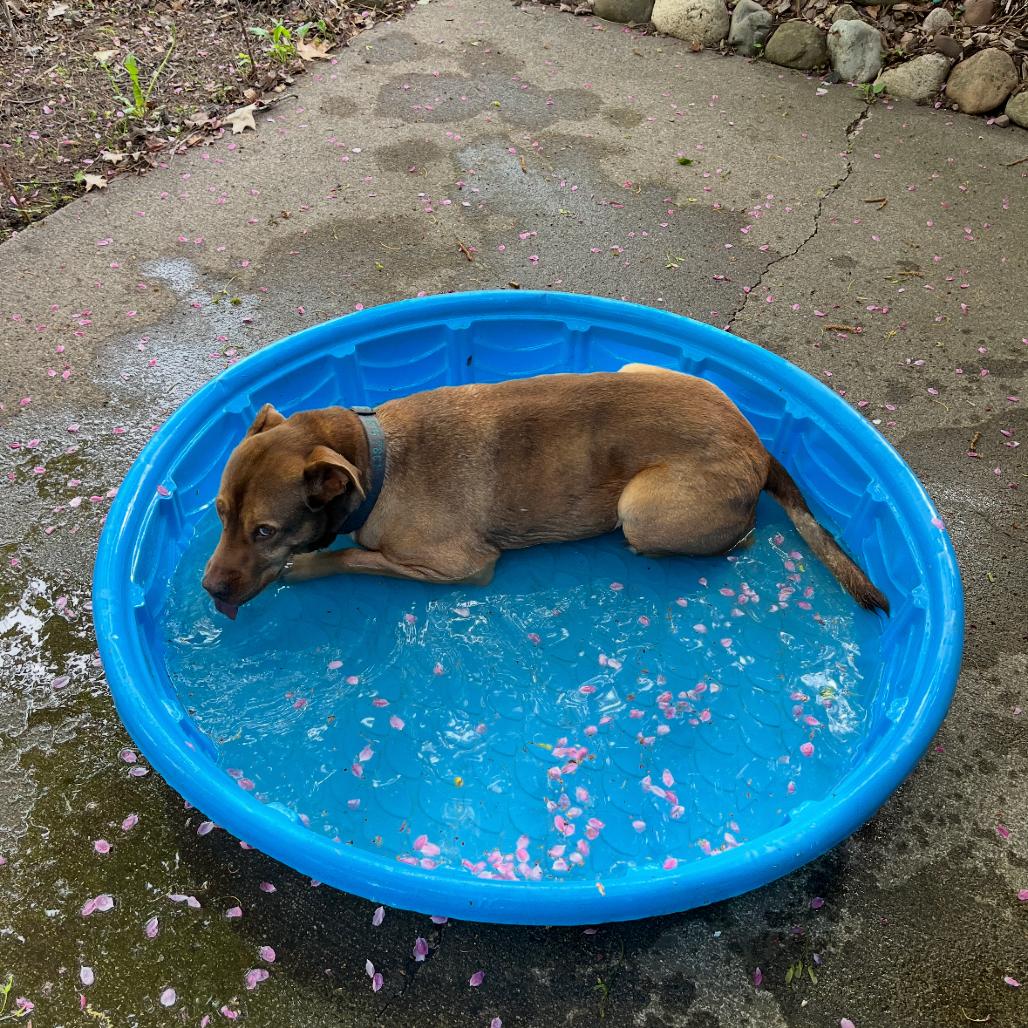 Mason, a Adoptable mixed breed in Brainerd, MN image 3/6