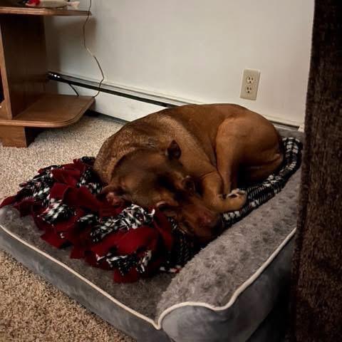 Mason, a Adoptable mixed breed in Brainerd, MN image 4/6