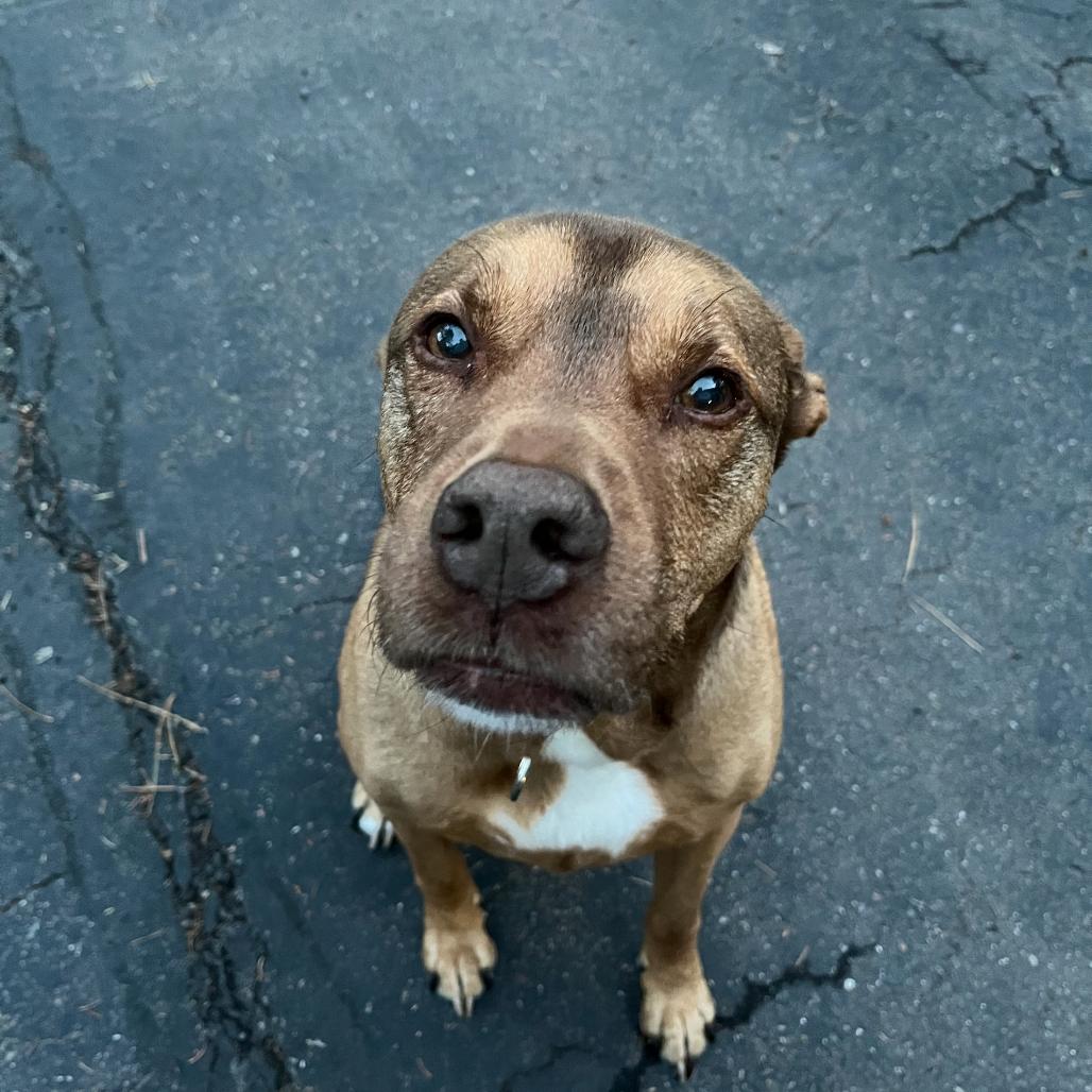 Mason, a Adoptable mixed breed in Brainerd, MN image 5/6