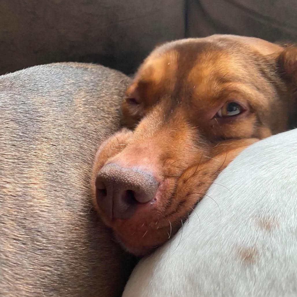 Mason, a Adoptable mixed breed in Brainerd, MN image 6/6